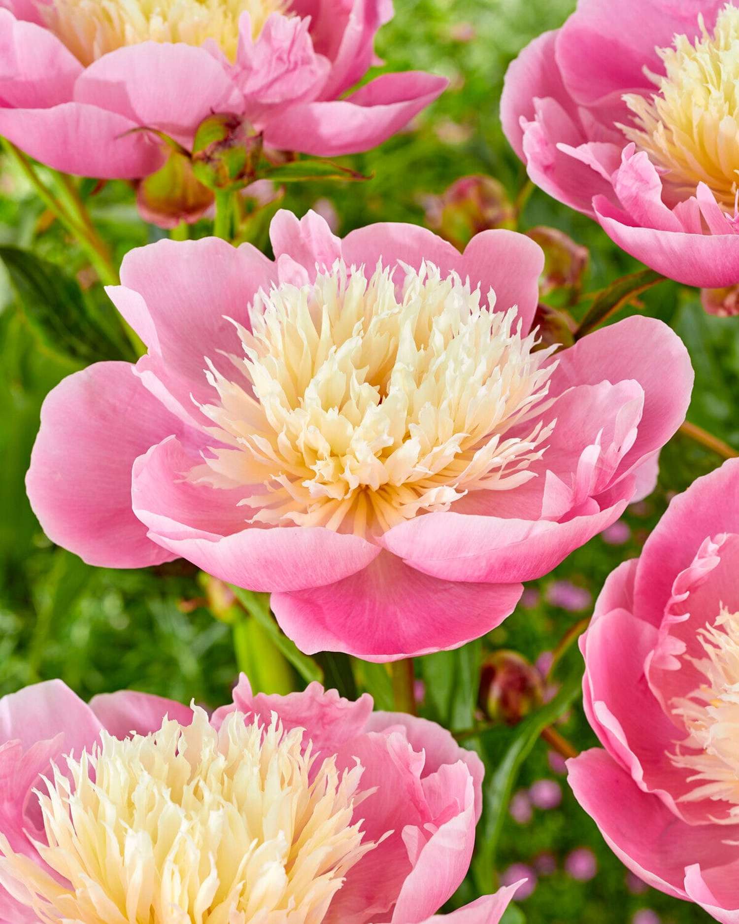 Pæon 'Bowl of Beauty'